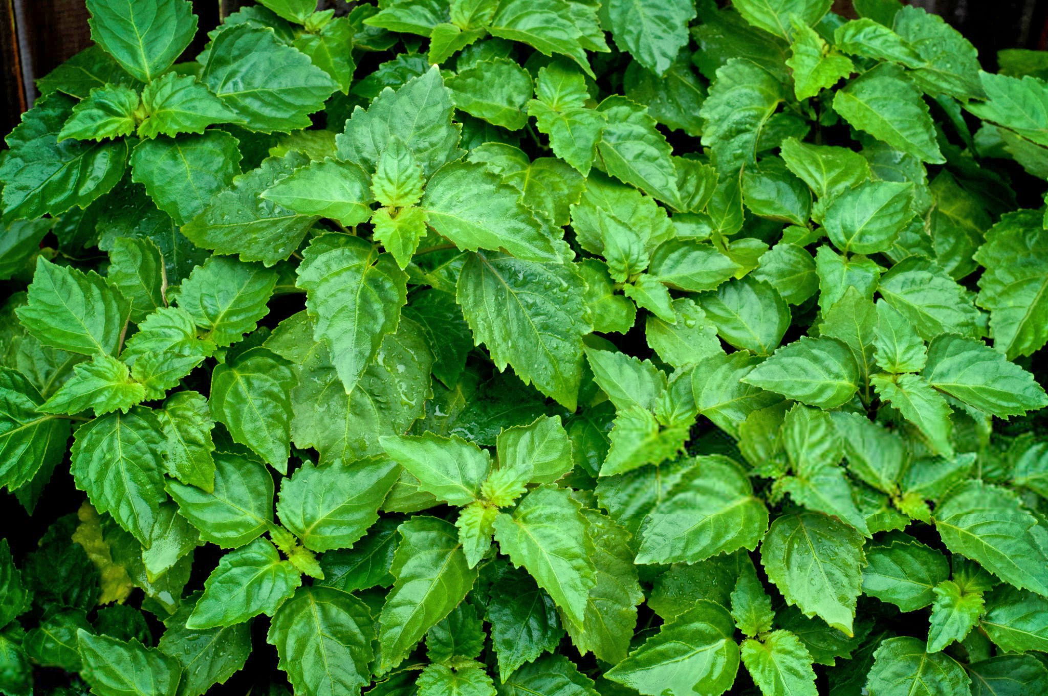 廣藿香植物 Pogostemon cablin 原生於東南亞