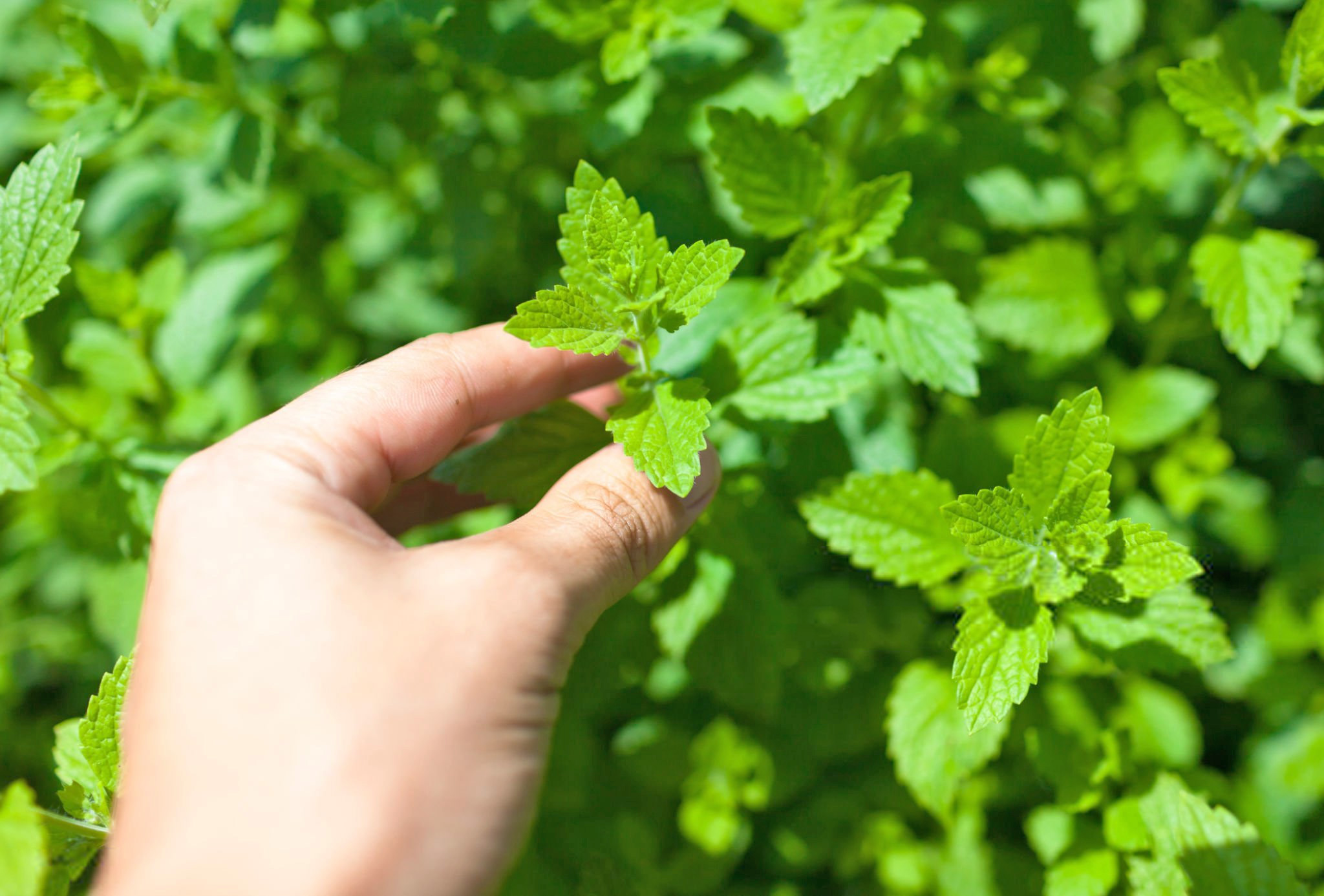 廣藿香植物 Pogostemon cablin，象徵天然療癒與香氛