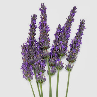 薰衣草種類、紫色精靈、薰衣草助眠、薰衣草精油