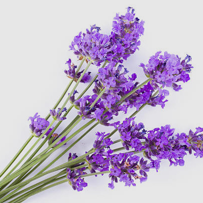 薰衣草種類、紫色精靈、薰衣草助眠、薰衣草精油