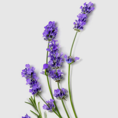 薰衣草種類、紫色精靈、薰衣草助眠、薰衣草精油