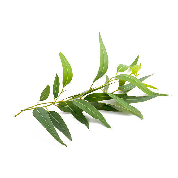 放射尤加利 藍膠尤加利的葉片帶有粉藍綠色調,外型細長而柔韌。葉子經過水蒸氣蒸餾後,可提取出含有高比例 1,8-桉葉素的精油,是全球尤加利精油的主要來源,帶來經典的清涼藥草氣息