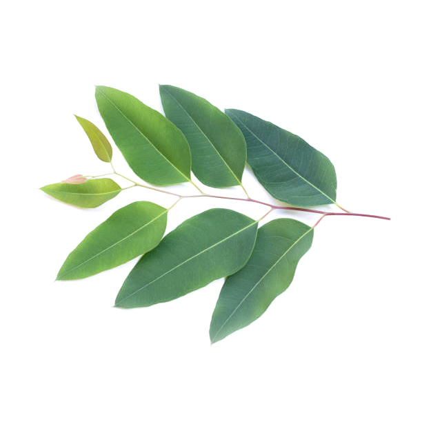 檸檬尤加利 藍膠尤加利的葉片帶有粉藍綠色調,外型細長而柔韌。葉子經過水蒸氣蒸餾後,可提取出含有高比例 1,8-桉葉素的精油,是全球尤加利精油的主要來源,帶來經典的清涼藥草氣息
