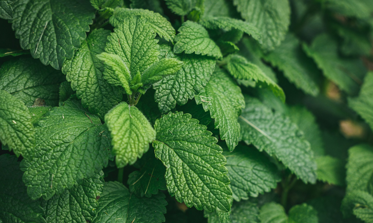 薄荷的使用範圍非常廣，無論是保養、香氛、食品或居家保健，它都以獨特的涼感與清香讓人重新找回呼吸的節奏