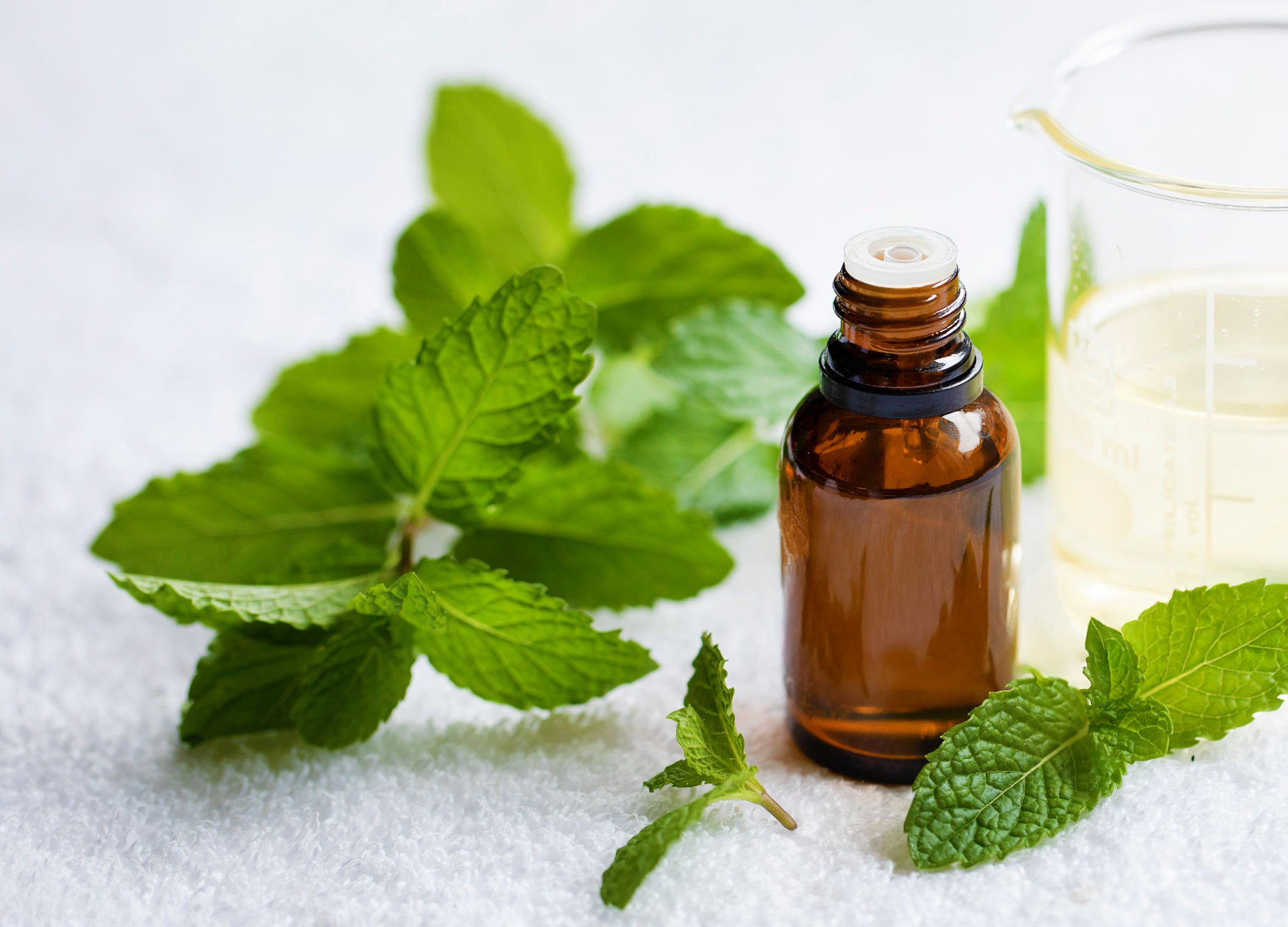 綠薄荷（Spearmint）：偏甜、清爽 辣薄荷／胡椒薄荷（Peppermint）：薄荷醇最高、涼感最強（也是精油常見來源）