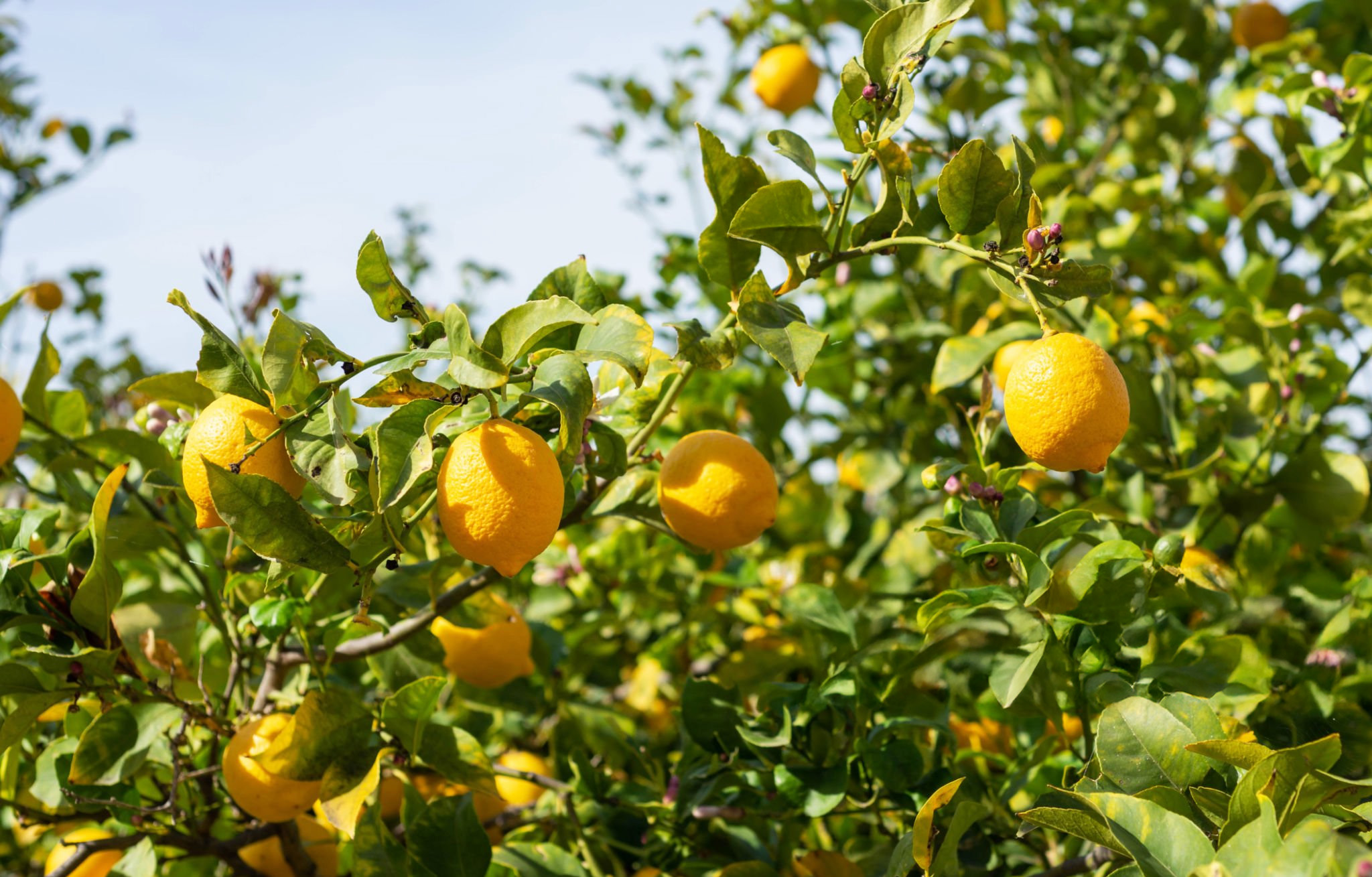 檸檬精油的香氣像晨光落在桌面的第一道光——明亮、乾淨、帶著柔和的微甜感