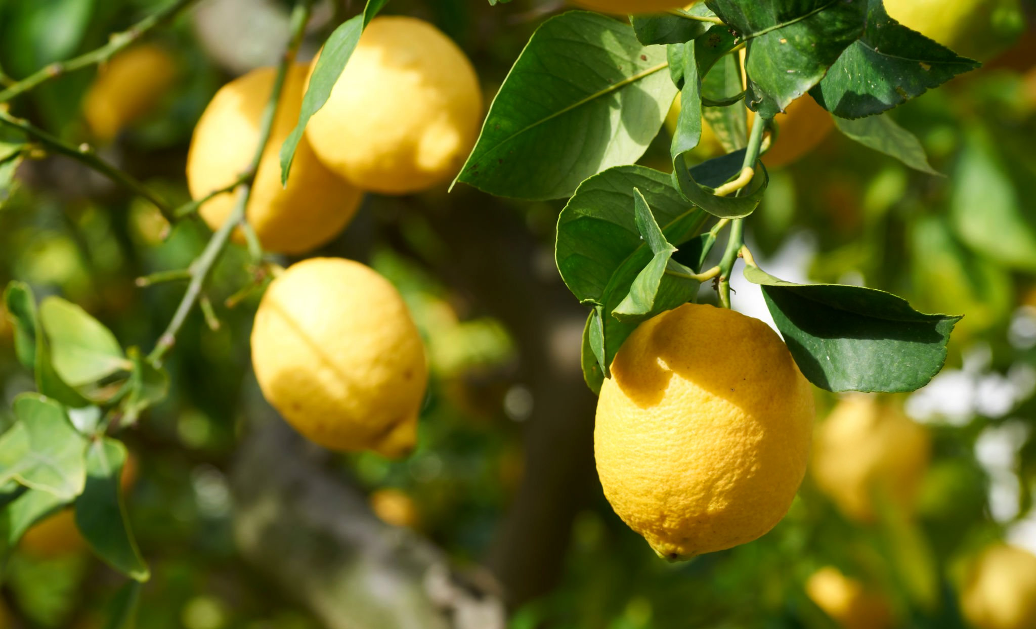 檸檬一直有許多美麗的代稱，有人稱它是 「天然清新劑」，因為無論放在空間、料理或清潔中，它都能讓氣味變得明亮舒服