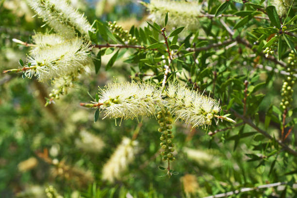 澳洲原住民長久以來將尤加利作為生活中的天然資源,無論是用於傷口清潔、舒緩呼吸,或作為儀式象徵,都有重要地位。這不僅是植物的應用,更是文化傳承的象徵