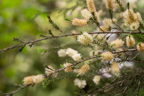澳洲原住民長久以來將尤加利作為生活中的天然資源,無論是用於傷口清潔、舒緩呼吸,或作為儀式象徵,都有重要地位。這不僅是植物的應用,更是文化傳承的象徵